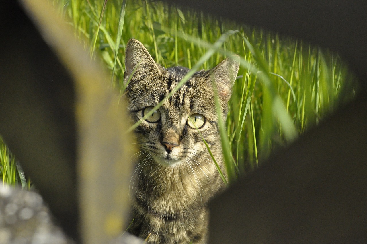 王欣瑜再现猫咪狩猎